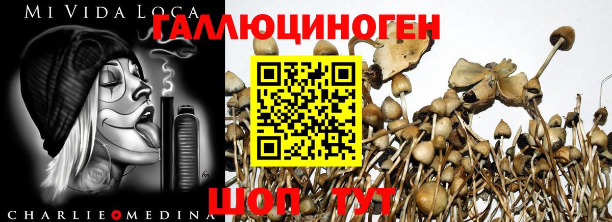 Псилоцибиновые грибы Psilocybe Тихвин
